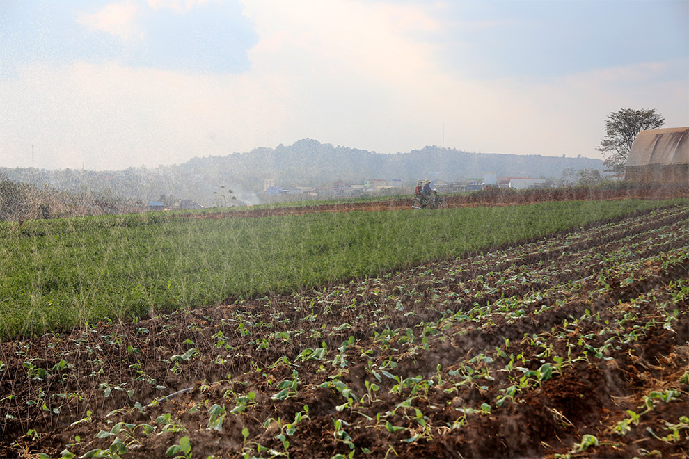 Rows of vegetables at a farm in Mondulkiri province. Hong Raksmey