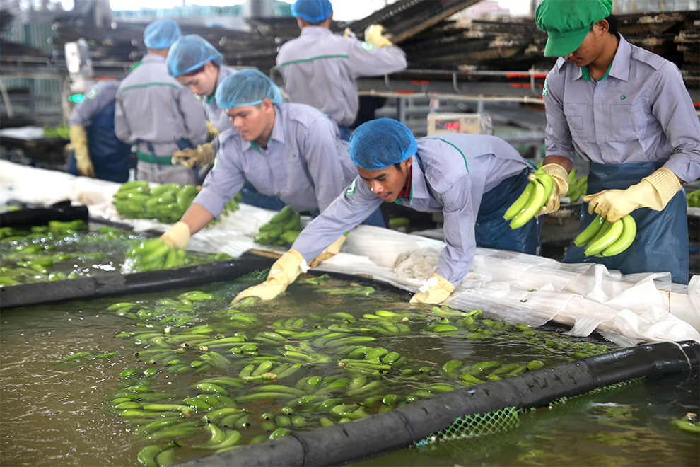 Workers harvest bananas at a plantation in Ranattakiri province. Hong Raksmey