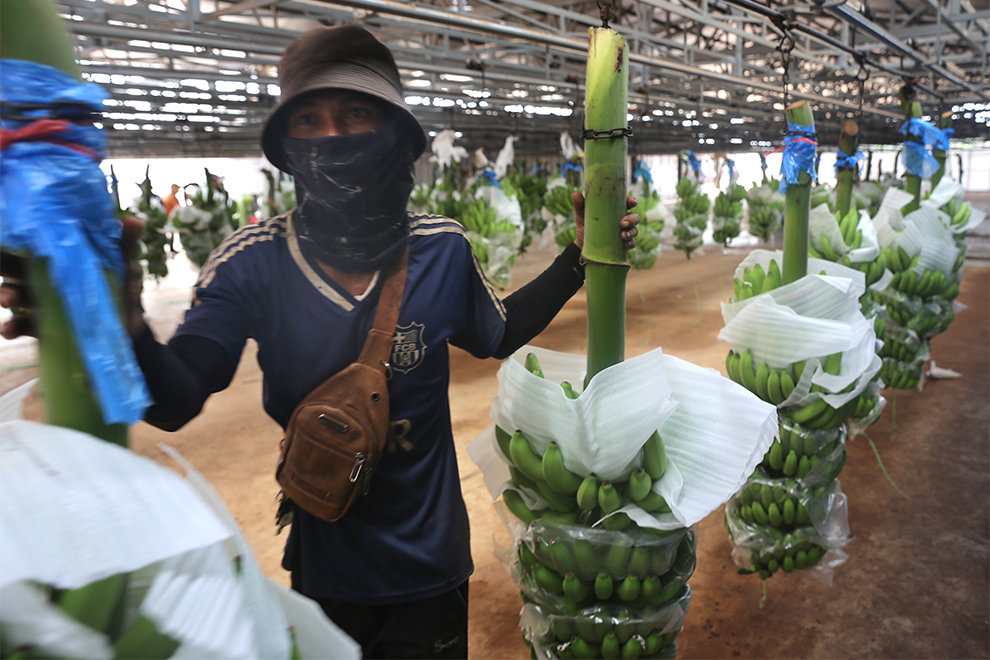 Workers harvest banana at a banana plantation in Ranattakiri province. Hong Raksmey