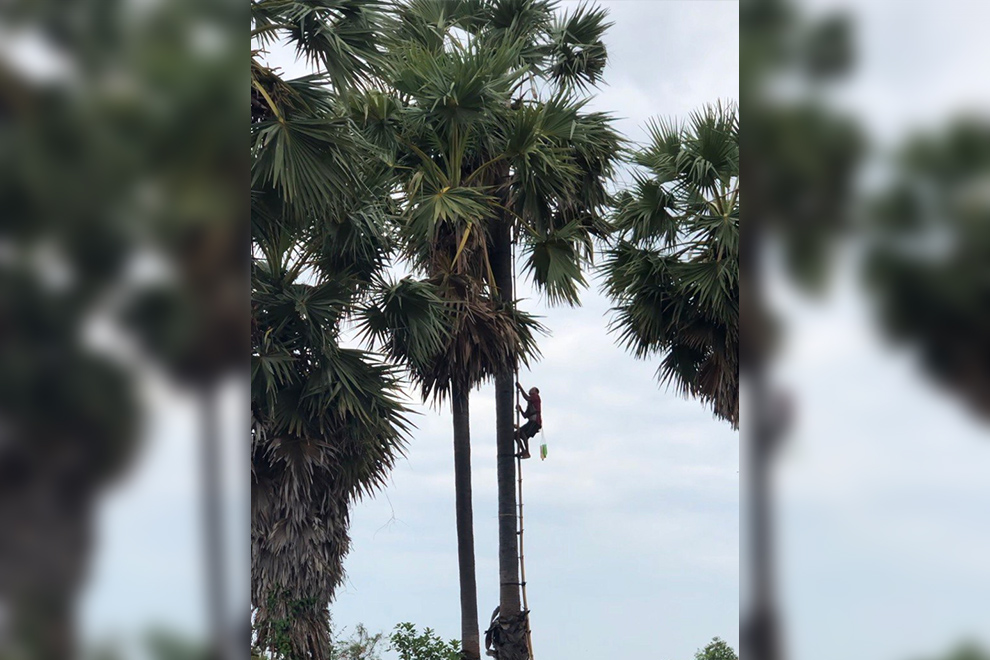 The farmer – now in his early 50s – notes that most of his contemporaries can no longer make the climb. Niem Chheng