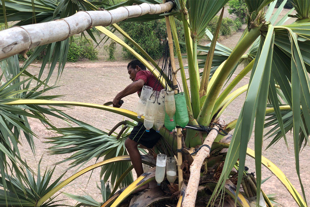 High above the ground, Chhoeum captures the precious liquid from his palm trees. Niem Chheng
