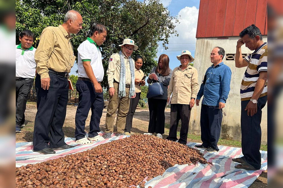 A team from the agriculture ministry evaluated the cashew nut harvest at three modern farming communities in Kampong Thom province on April 19-20. Agriculture ministry