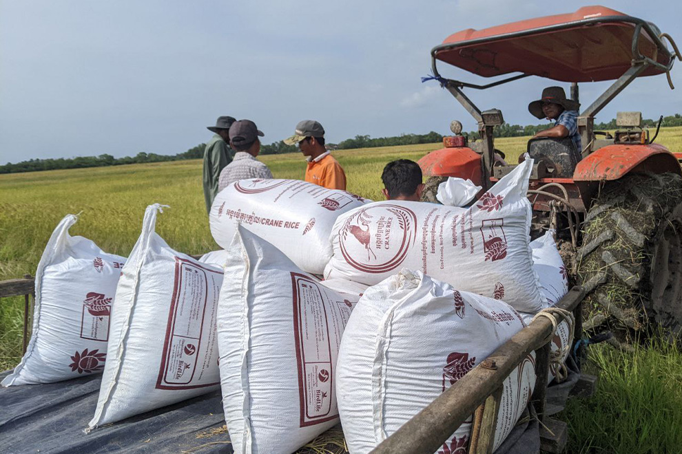 The farmers who participate in the project grow high-quality rice, using methods which ensure the survival of the endangered sarus cranes. NatureLife Cambodia