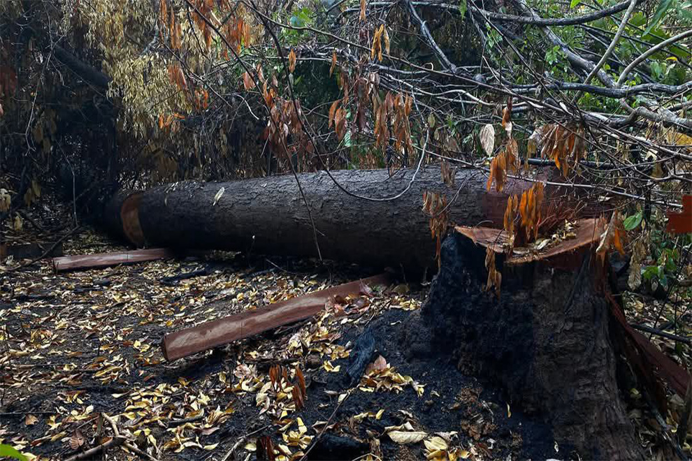 Environmental activist Ma Chettra posted this image of a tree he believes was felled by criminals in the Preah Roka Wildlife Sanctuary. Ma Chettra