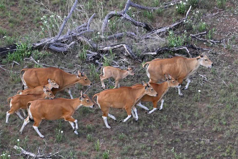 The helicopter was used to coral the animals into a mass-capture funnel trap, or boma. Rising Phoenix