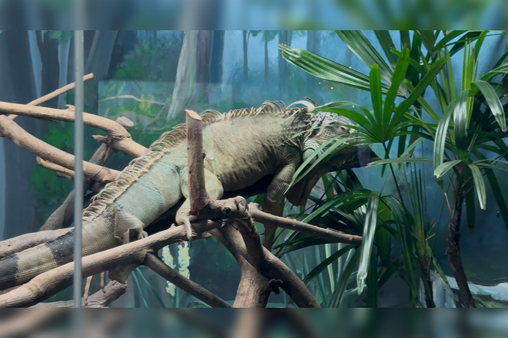 The facility is home to many rare reptile species. Sous Yamy