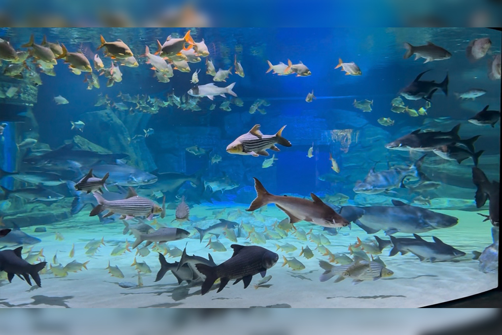 It also features a large aquarium, teeming with sealife. Sous Yamy