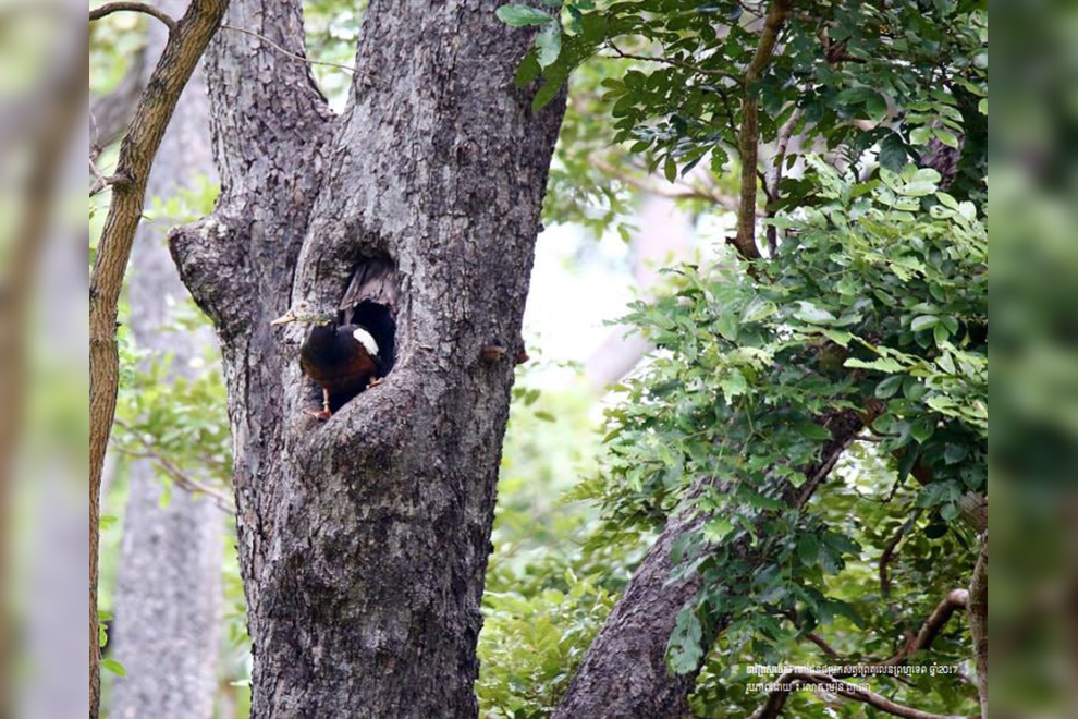 White-winged wild ducks nest in holes in tall trees in forests near streams, creeks an other bodies of water. Environment ministry
