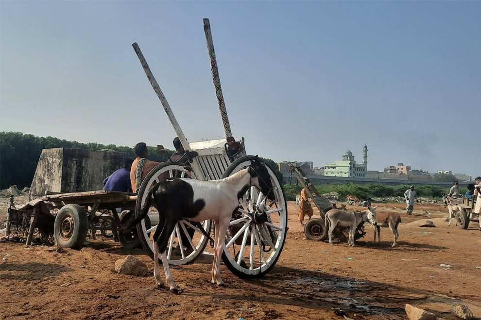 Karachi’s largest donkey market in Lyari. PHOTO: DAWN