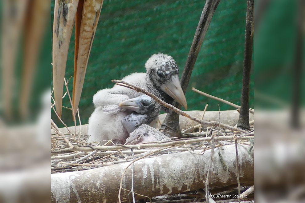 The two chicks are now learning to fl. Eventually, they will be released into the wild. ACCB