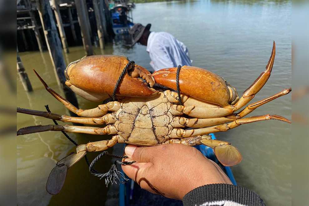 The project, supported by ADB and the Agence Française de Développement (AFD), is designed to regenerate nearshore fisheries and reverse the sharp decline of Cambodia's coastal and marine ecosystems. Supplied