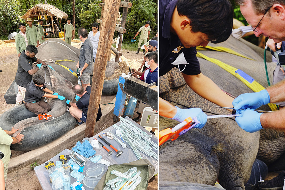 The Kingdom’s first-ever surgical extraction of an impacted elephant tusk has been successfully completed. Supplied