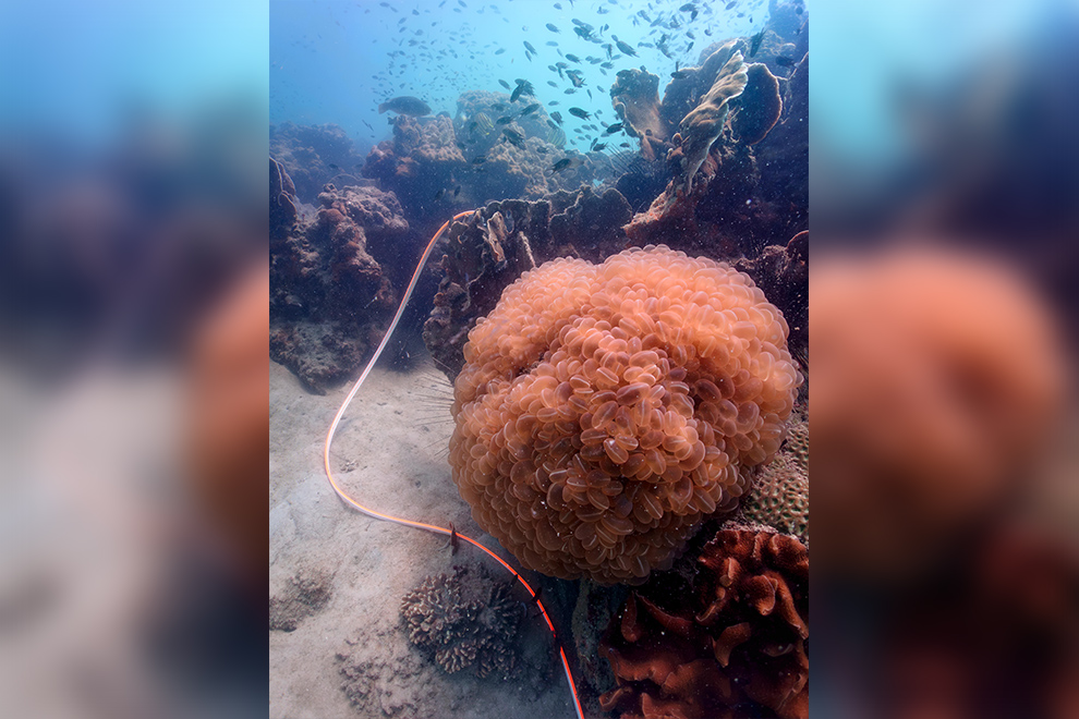 Ero observed that coral reefs are beautiful architectural forms created by nature. Prum Ero