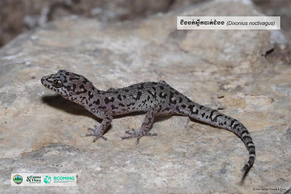 They were discovered in the Phnom Thmor Kambor mountain range in Battambang province. Flora & Fauna