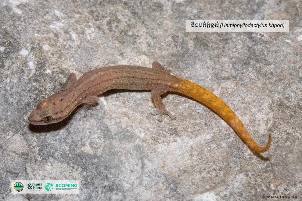 Owing to their limited range and population, it has been suggested that they be added to the IUCN Red List. Flora & Fauna