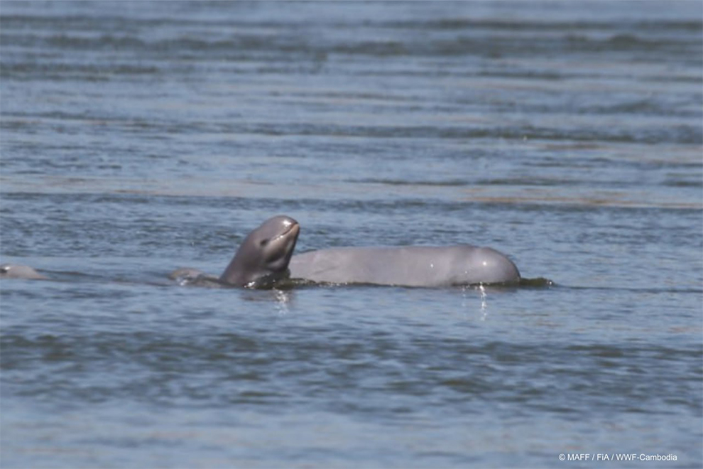 'Dolphins now have land titles'