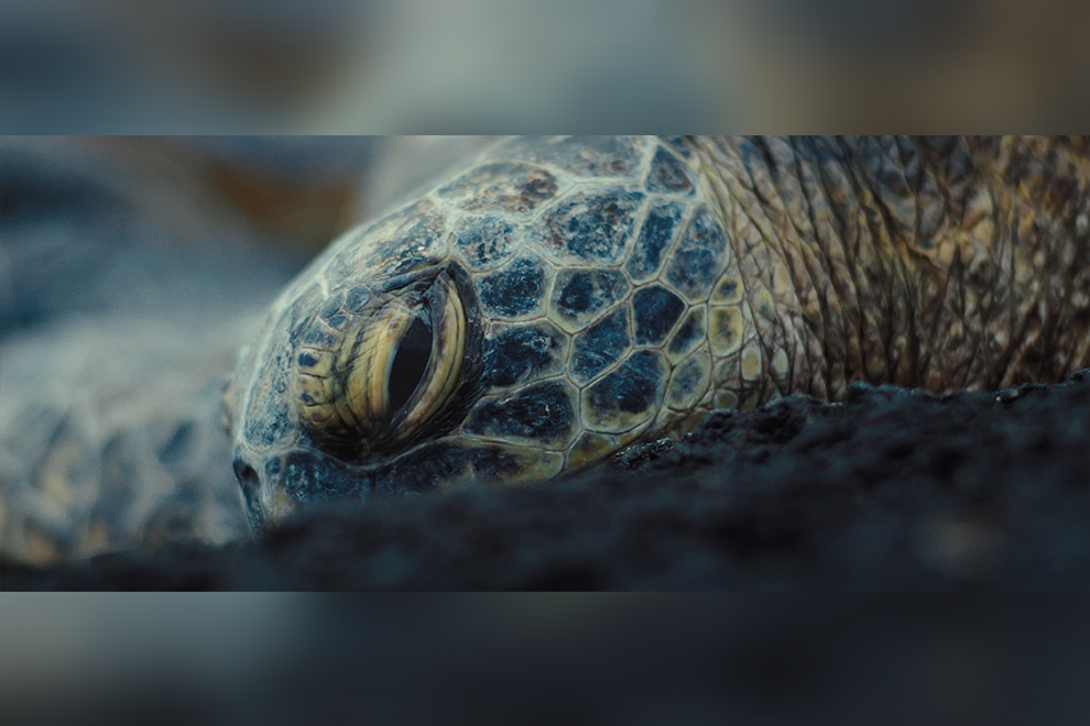 The film has been described by viewers as “a prayer,” “a remembering,” and “a sacred ceremony” that highlights indigenous relationships with land and nature. Supplied