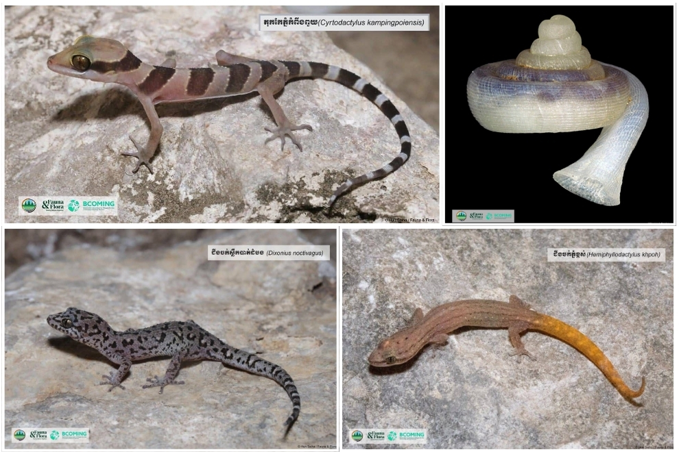 Along with the neighbouring Phnom Banan, it is home to at least four hitherto unknown species. FFI