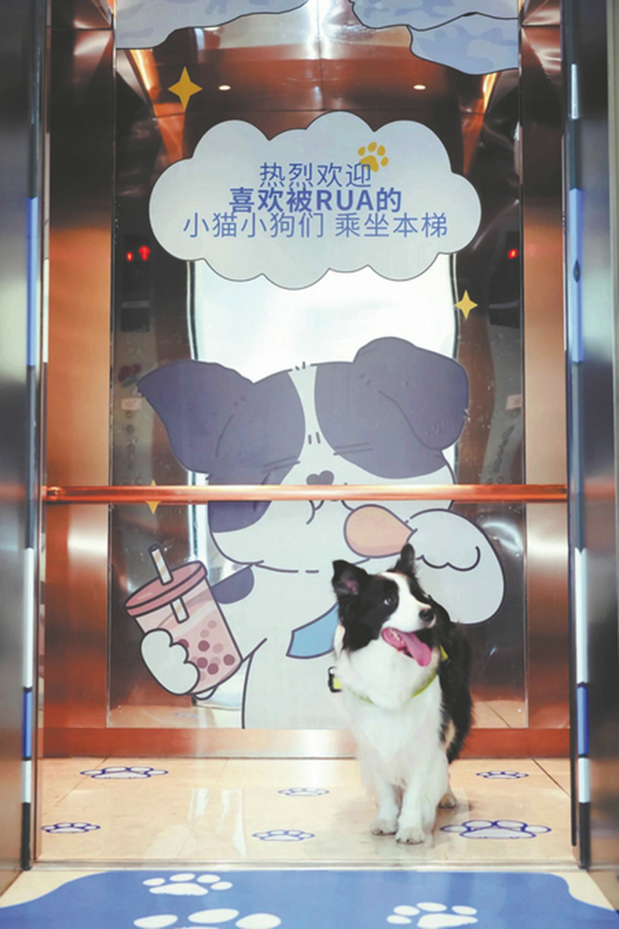 Pangmu Bobo, a Border Collie, takes a dedicated pet elevator at Xixi Paradise Walk in Hangzhou, Zhejiang province. PHOTO: CHINA DAILY