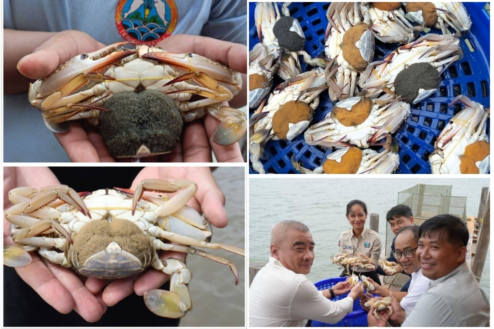 Up to a million eggs may be born by a single female, although typically only 1,000 will survive to maturity. Kampot fisheries department