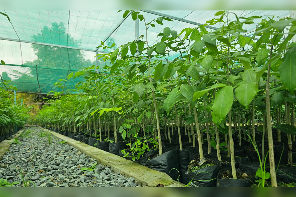 The environment ministry has many nurseries nationwide to support the planting programme, including five regional-level nurseries, located in Tbong Khmum, Siem Reap, Kampong Speu, Mondulkiri and Koh Kong provinces. Environment ministry