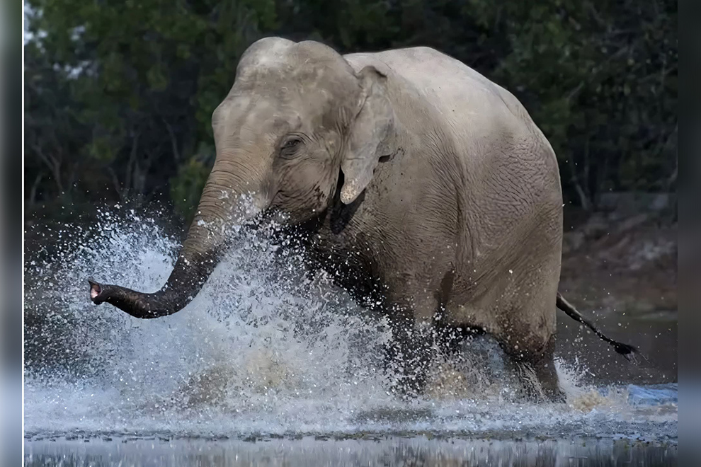 Cambodia has only about 400 to 600 wild elephants left. Wildlife Alliance