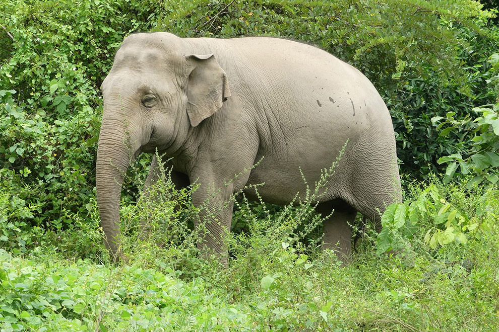 Elephants are one of the smartest living creatures. Wildlife Alliance