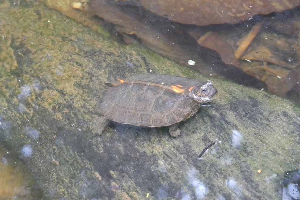 The programme has produced hatchings from five separate species of turtle and tortoise. ACCB