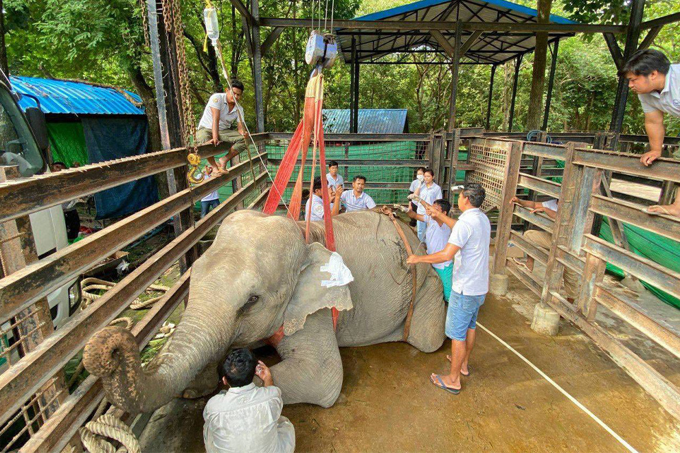 A dedicated team of veterinarians worked tirelessly, but were unable to save the much-loved pachyderm. Forest administration