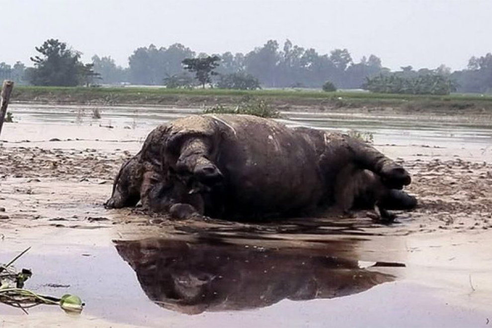 A rhino in the river: Residents of Bangladeshi village shocked by rare discovery