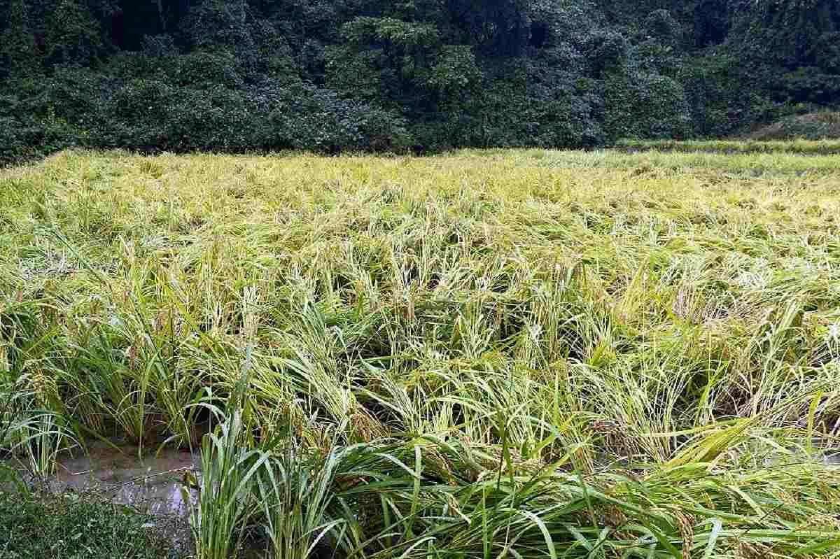 A feed rice paddy damaged by wild boars on Sept. 25 in Hirono, Iwate Prefecture. PHOTO: THE YOMIURI SHIMBUN