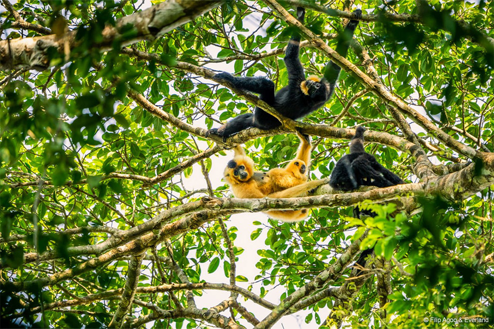 There are an estimated 1,129 individual yellow-cheeked gibbons in the 700-hectare Jahoo eco-tourism site. Jahoo