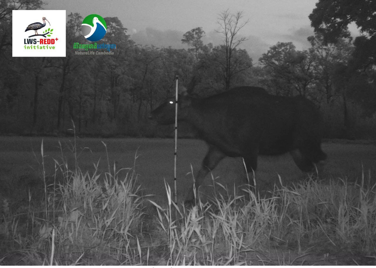 The cameras will capture examples of the wildlife which is present in the project area, like this gaur calf. NLC