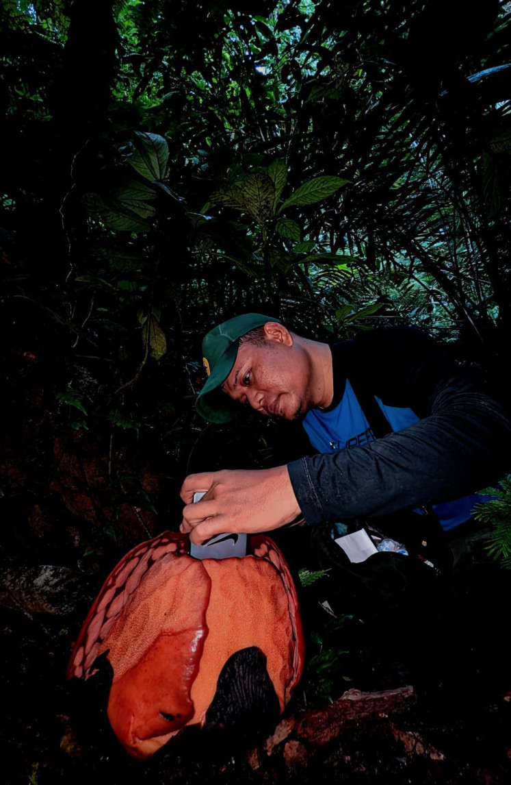 Conservationist and ‘Rafflesia’ enthusiast Septian Andriki takes picture of the inside part of the flower of a ‘Rafflesia hasseltii’ on Nov. 19 in Sumpur Kudus district, Sijunjung regency, West Sumatra. The flower was observed during a field observation jointly conducted by local conservationists as well as researchers from National Research and Innovation Agency (BRIN) and Oxford University. PHOTO: HANDOUT/SEPTIAN ANDRIKI/THE JAKARTA POST