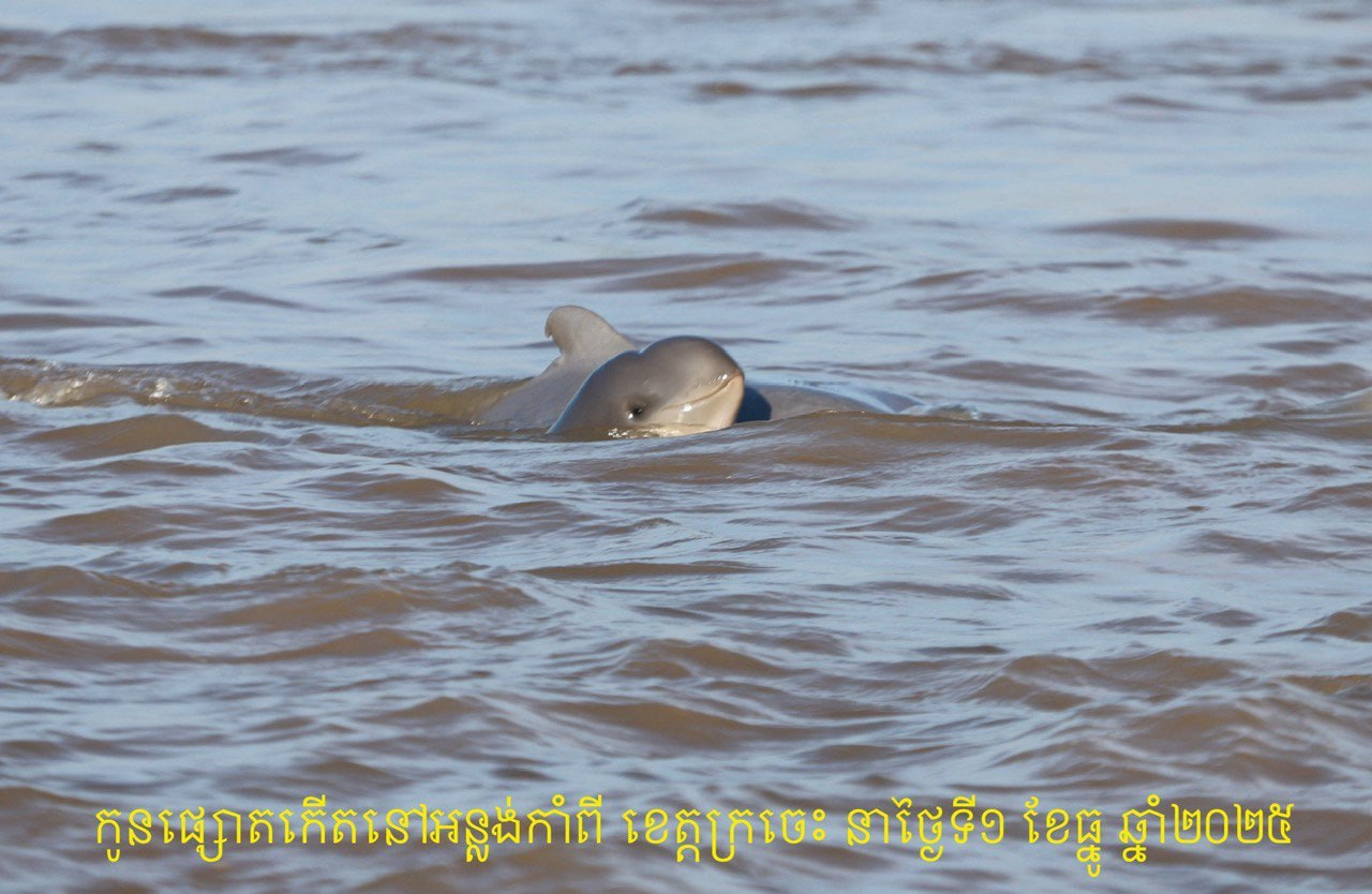 The latest arrival brings the Kingdom’s Irrawaddy dolphin population to 112. Agriculture ministry