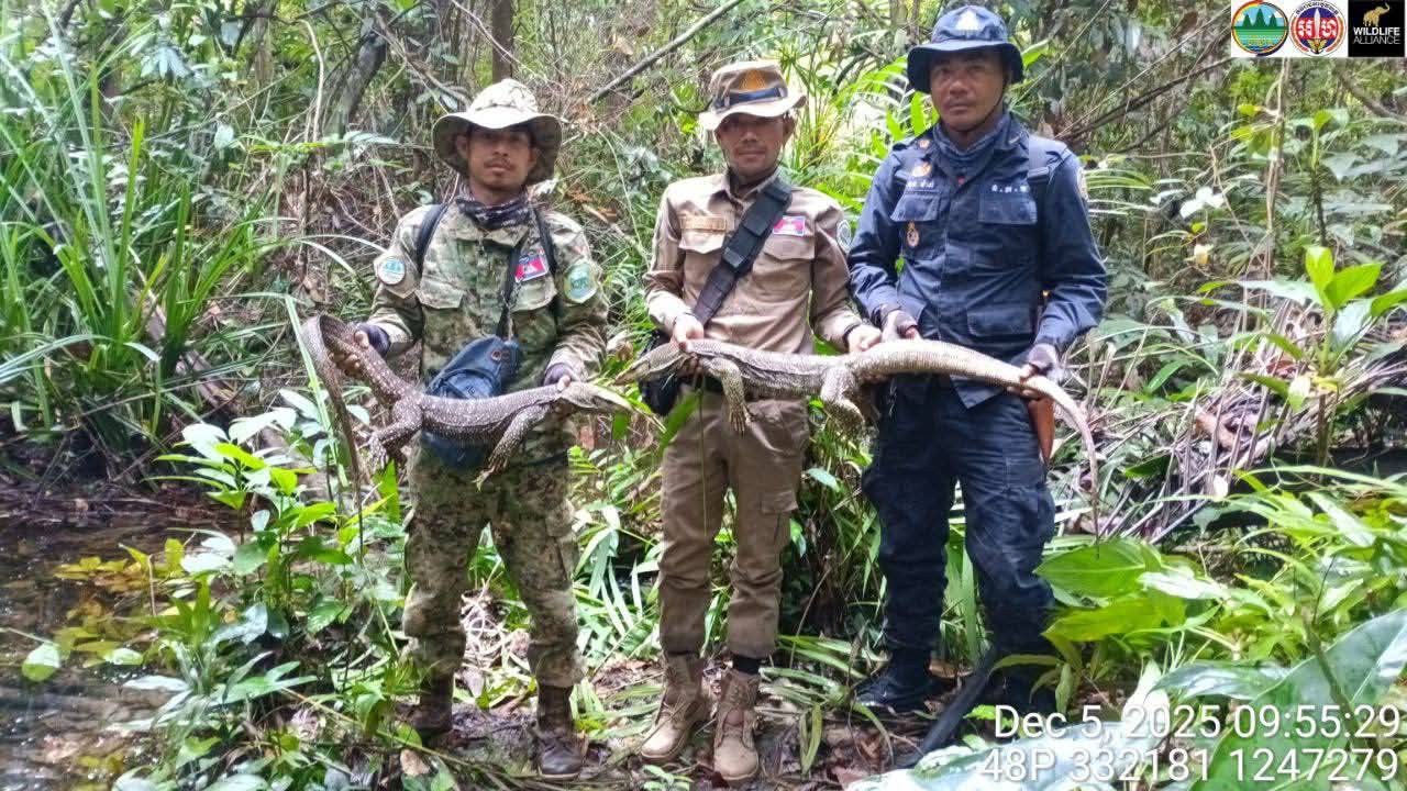 The two reptiles were released back into the wild. Supplied