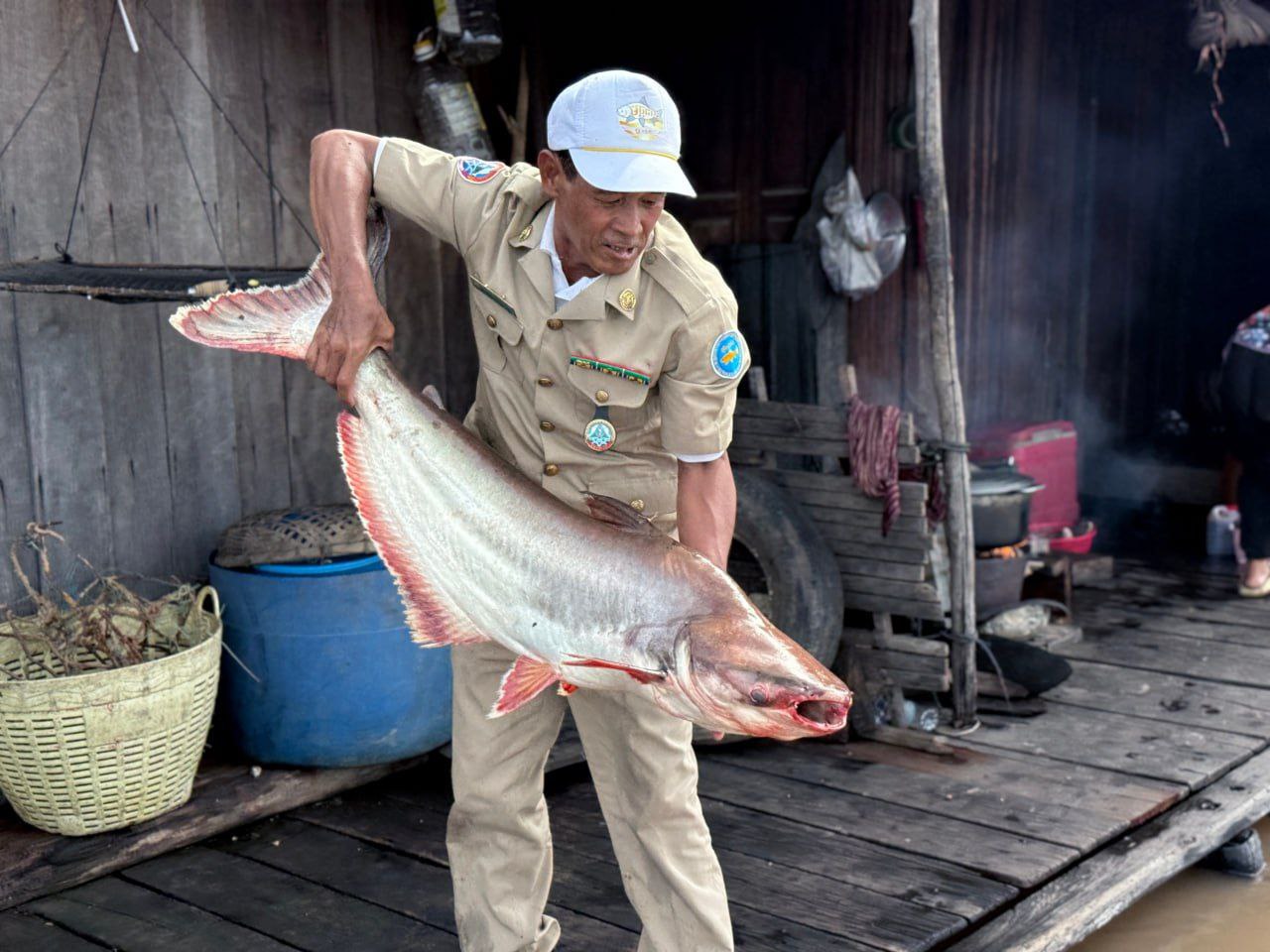 A number of striped catfish, weighing up to 25kg were also released. Agriculture ministry