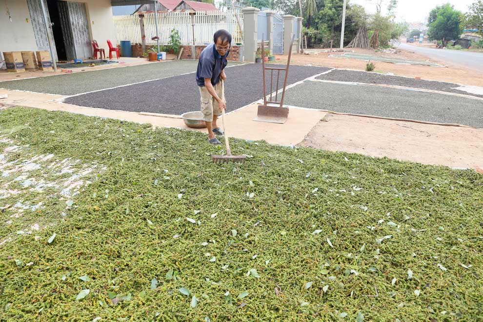 Pepper exports dip as farmers wait for higher prices: Insiders