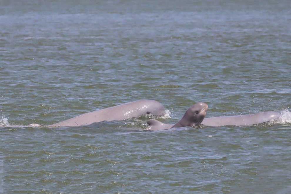 First dolphin calf sighting of year