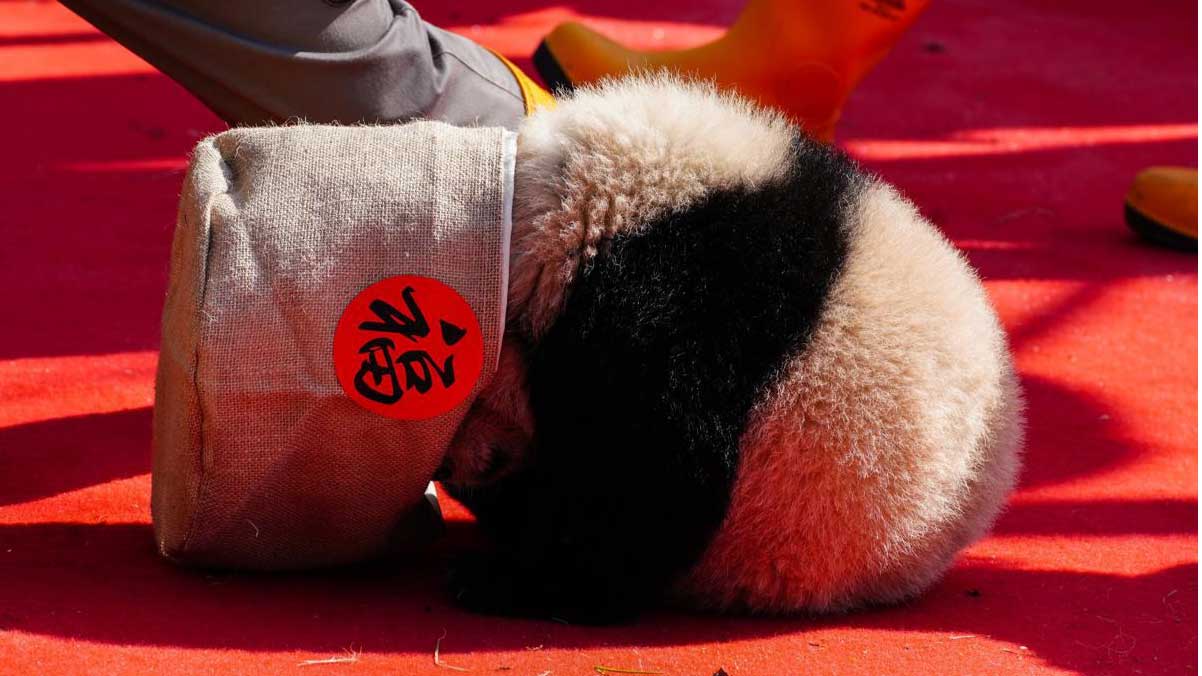 Giant panda cubs born in 2025 at the China Conservation and Research Center for the Giant Panda in Sichuan province make their public debut on Wednesday to celebrate the upcoming Chinese New Year. PHOTO: CHINA DAILY