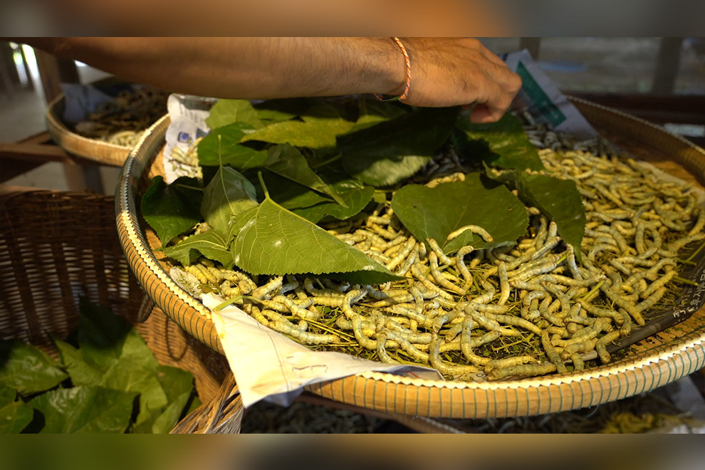 The production process begins with mulberry cultivation, followed by silkworm rearing, silk reeling and weaving, all carried out at the same location. Supplied
