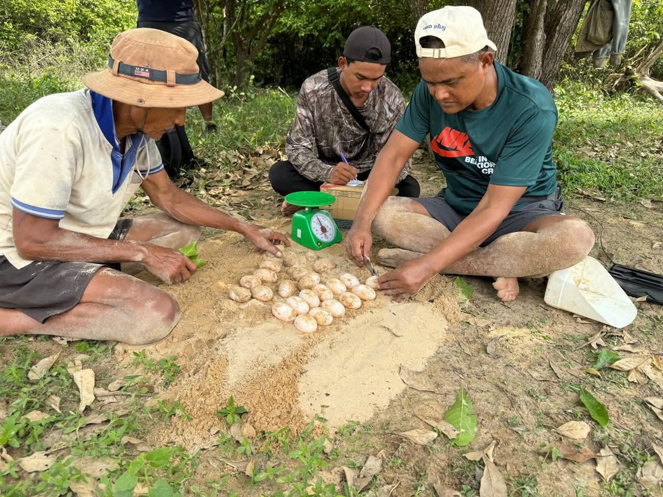 Two Royal Turtle nests in Koh Kong province are being monitored by conservation authorities. FiA