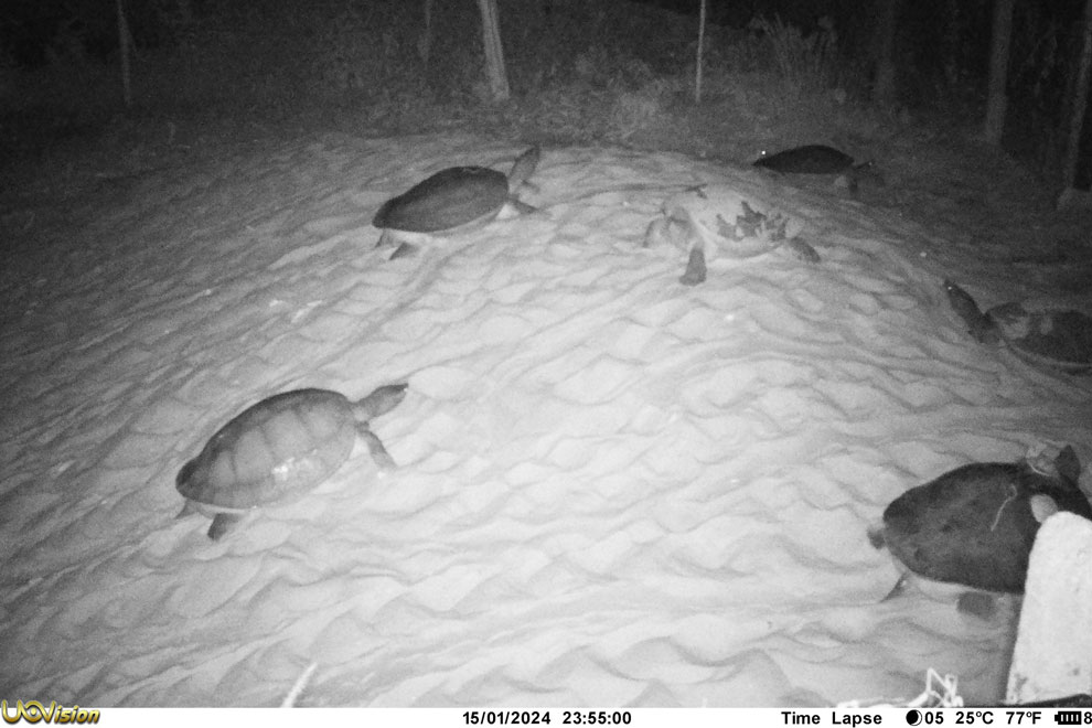 200 critically endangered royal turtle eggs collected