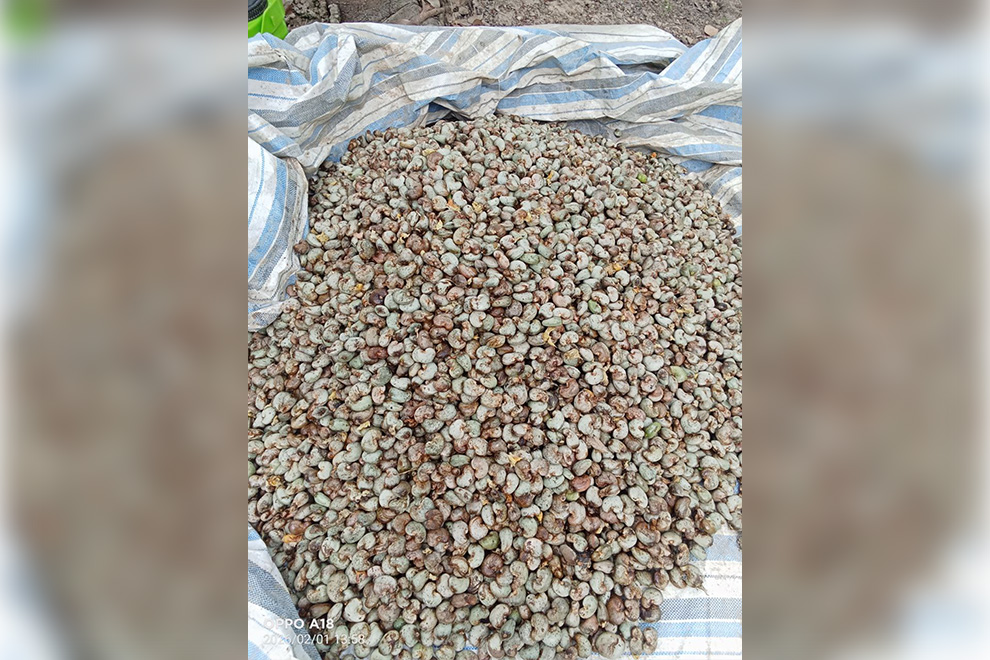 Estimates suggest that about 90–95 per cent of raw nuts are exported before processing. CAC