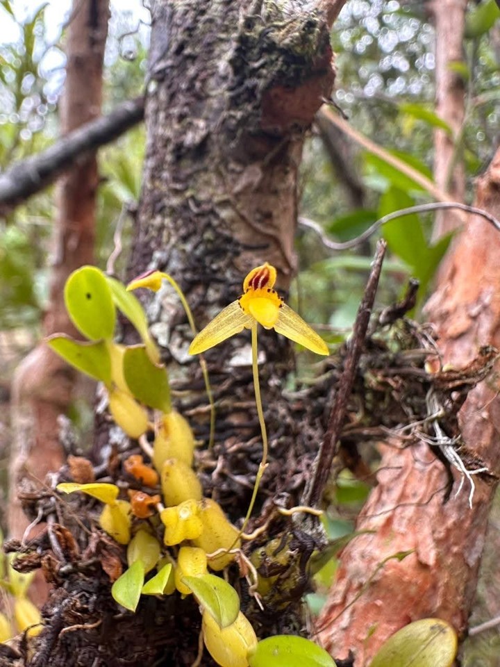 Environmental officers found more than 50 species of orchids in Koh Kong province. Environment ministry