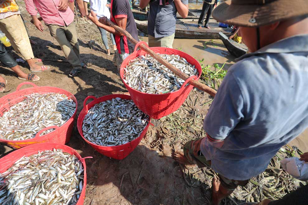 'Bountiful' prahok season begins with abundant yields: FiA officials