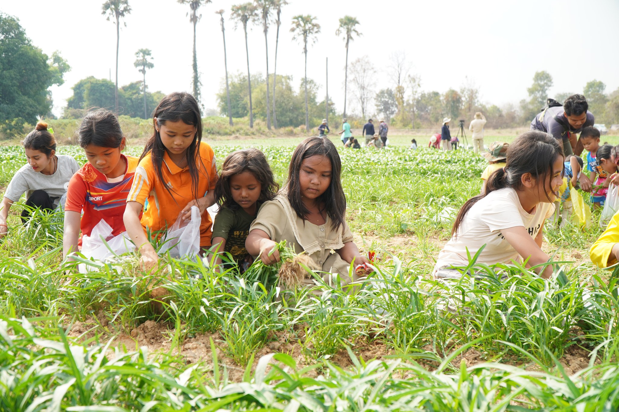 Children help harvest water spinach at the Bat Thkav Pagoda displacement camp. Supplied