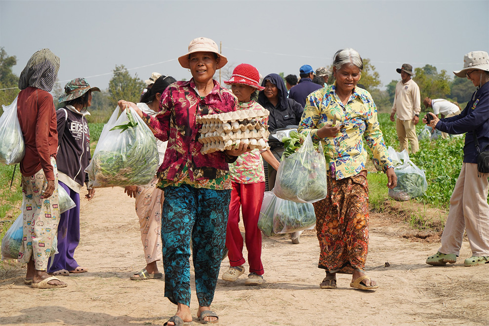 The Oddar Meanchey provincial governor, officials, and residents harvest water spinach at the Bat Thkav Pagoda displacement camp. Supplied