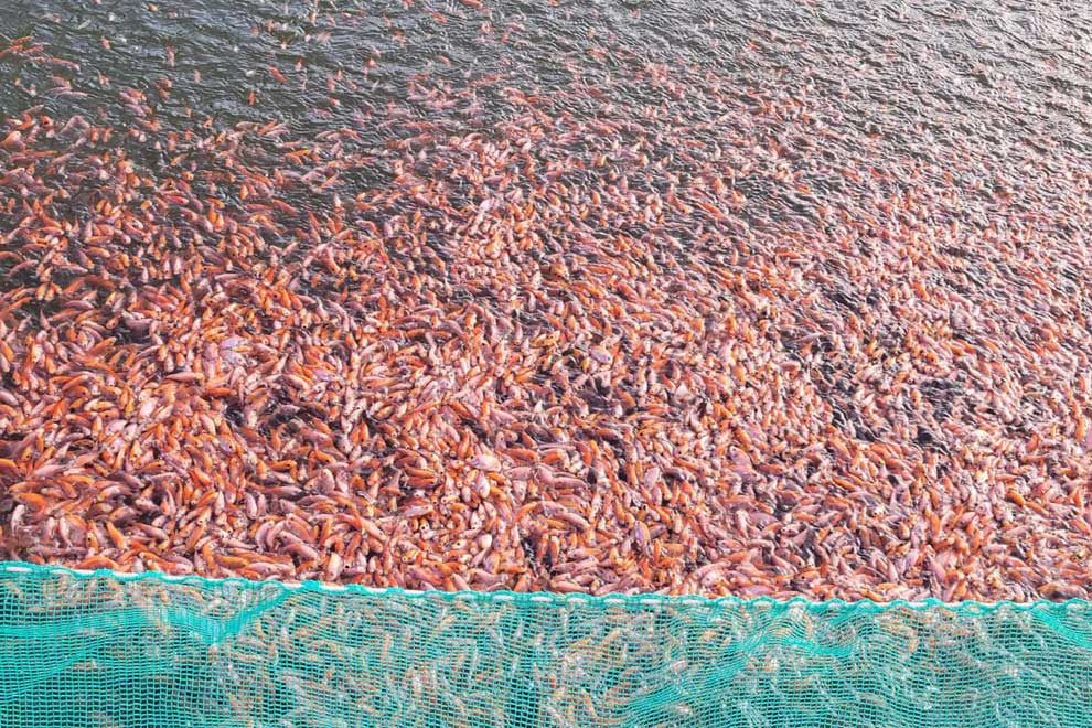 Gender-swapped fish key to latest commercial aquaculture industry