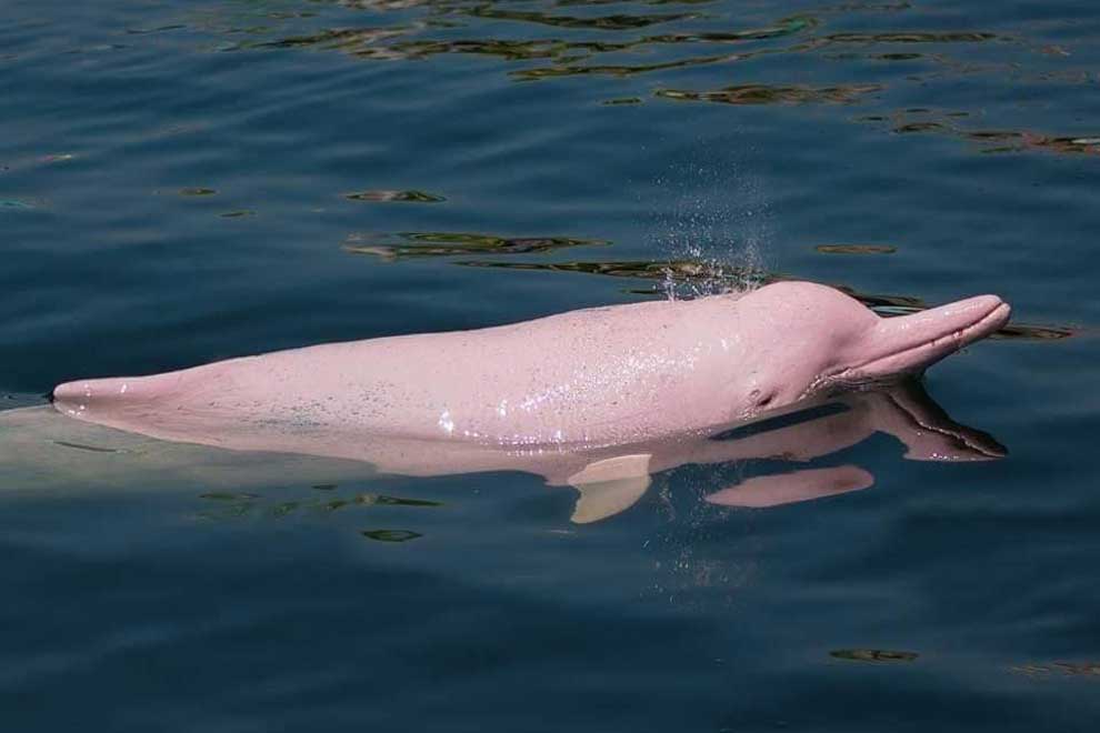 Pink dolphins frolic in Kampot waters